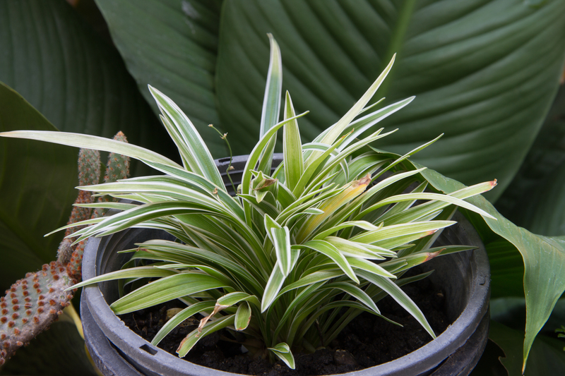 Reach New Heights in Outdoor Privacy with Carefully Curated Tall-Potted Plants